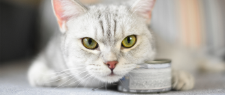 chat